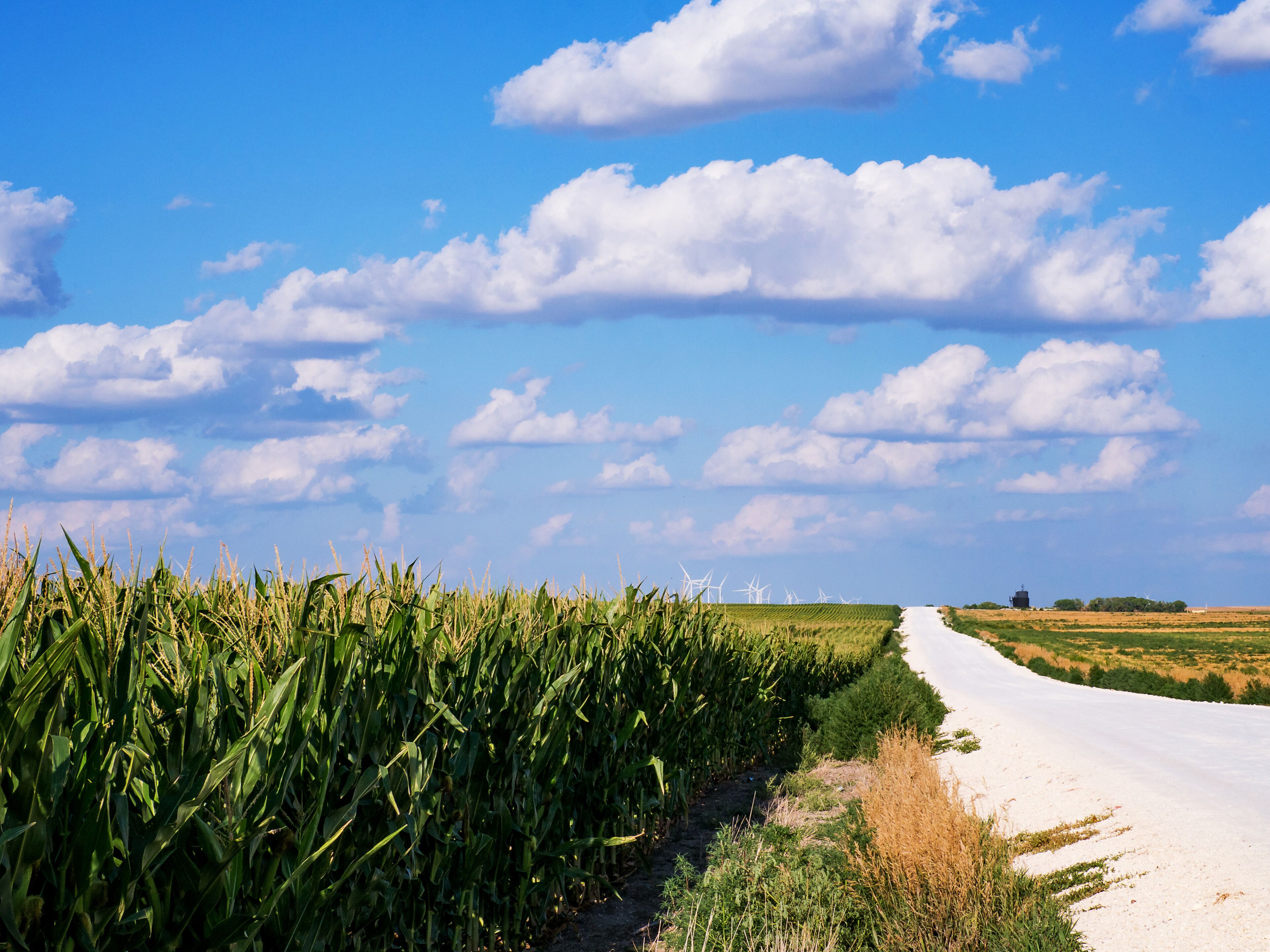 Kansas Corn Field Drive