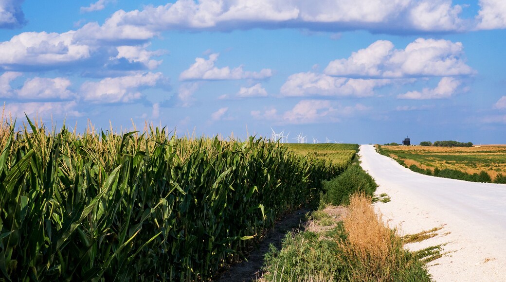 Kansas Corn Field Drive