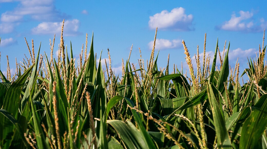 Kansas Corn Field Afternoon