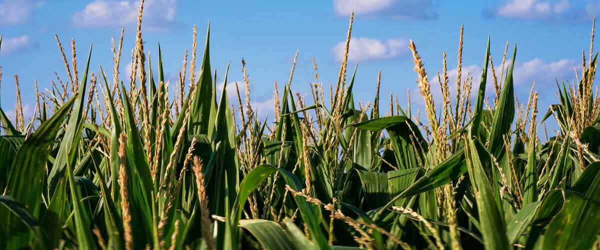 Kansas Corn Field Afternoon