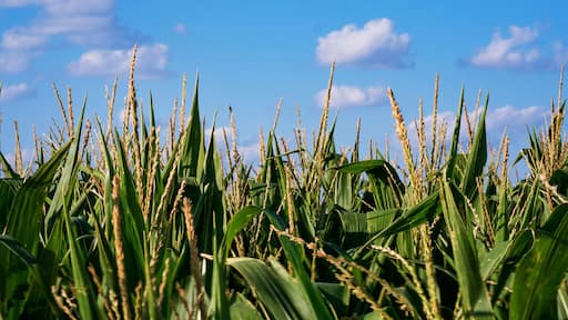 Kansas Corn Field Afternoon
