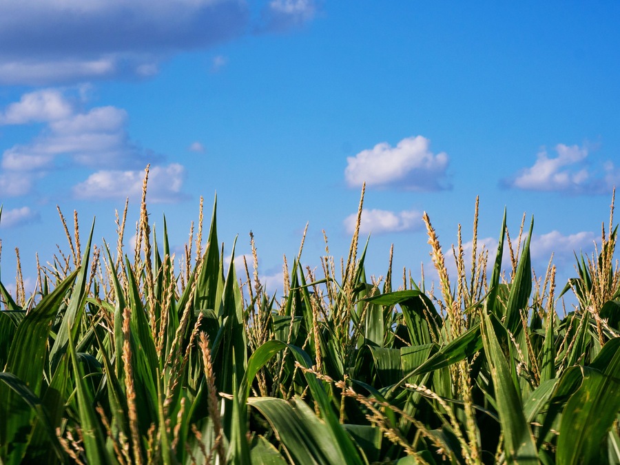 Kansas Corn Field Afternoon