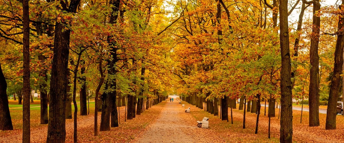 Autumn Boulevard in Tsarskoye Selo. The road along the autumn trees.