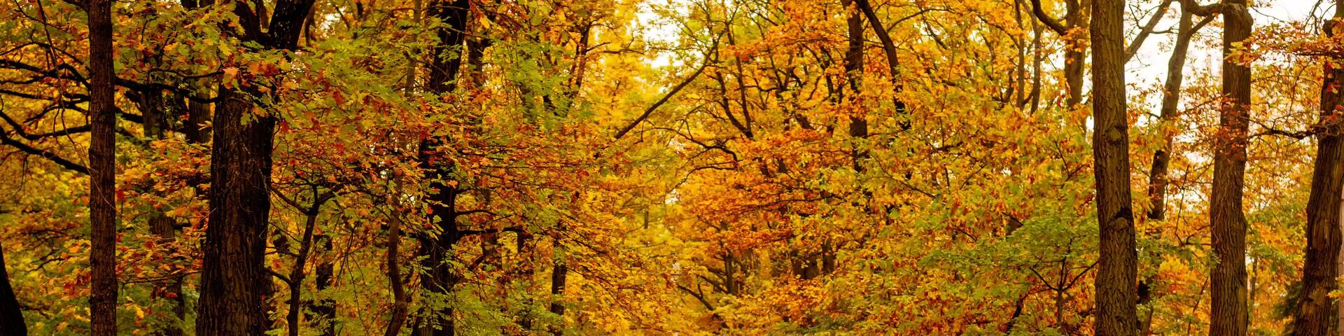 Autumn Boulevard in Tsarskoye Selo. The road along the autumn trees.