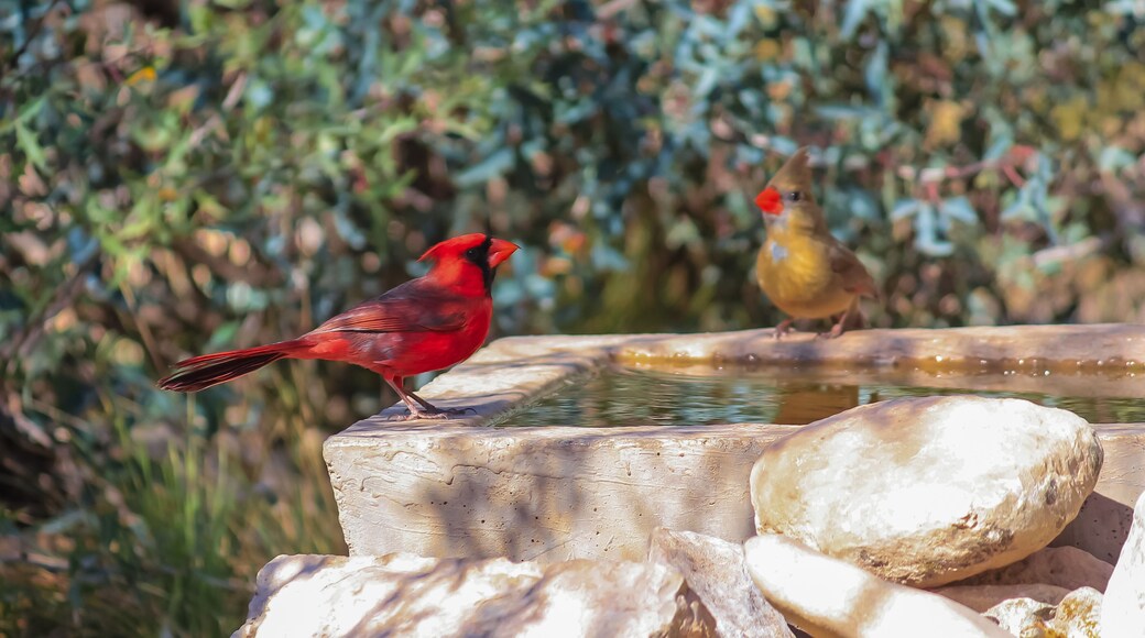 South Llano River delstatspark