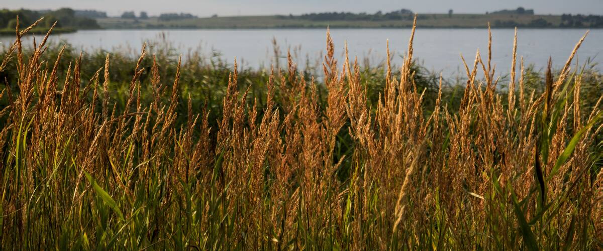 Tall grasses in a field with a lake and distant trees in the background.