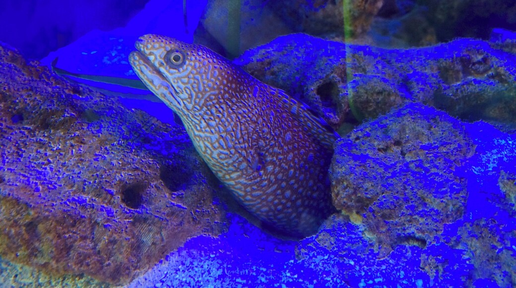 Gumbo Limbo - Boca Raton