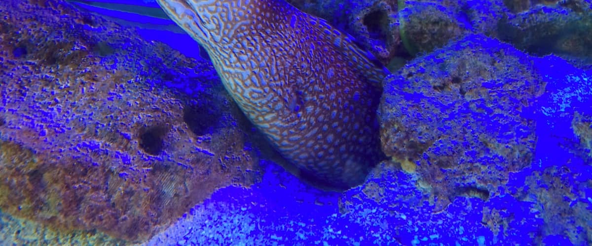 Gumbo Limbo - Boca Raton