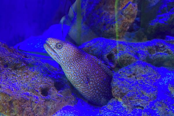 Gumbo Limbo - Boca Raton