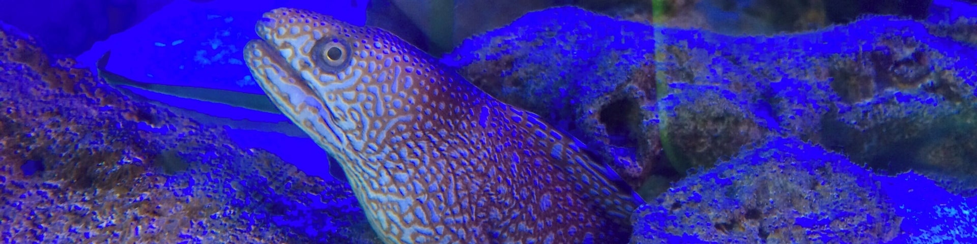 Gumbo Limbo - Boca Raton