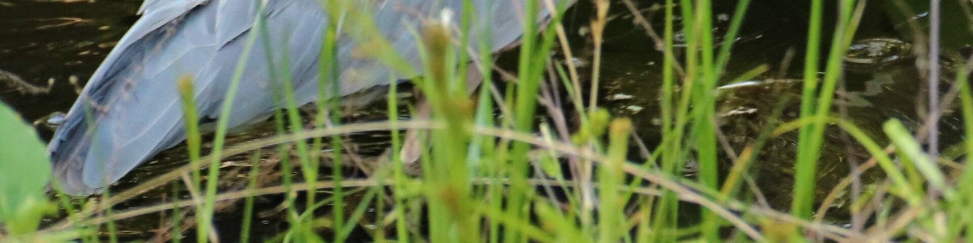 Great Blue Heron hiding in plain sight