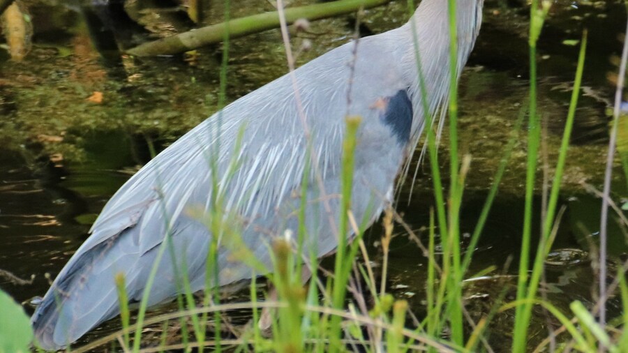 Hidden Marsh Sanctuary