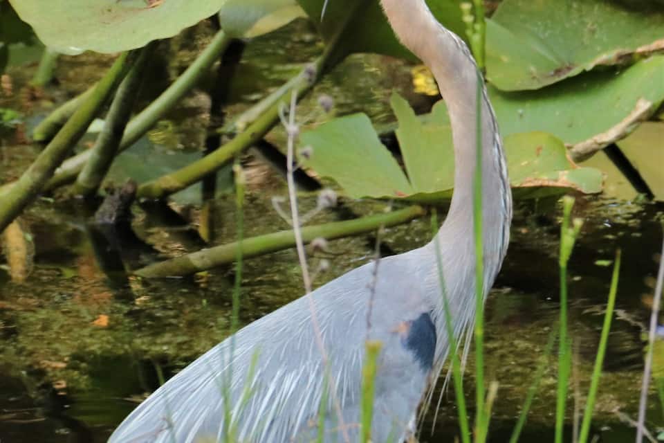 A heron standing in shallow water with green foliage in the background.
