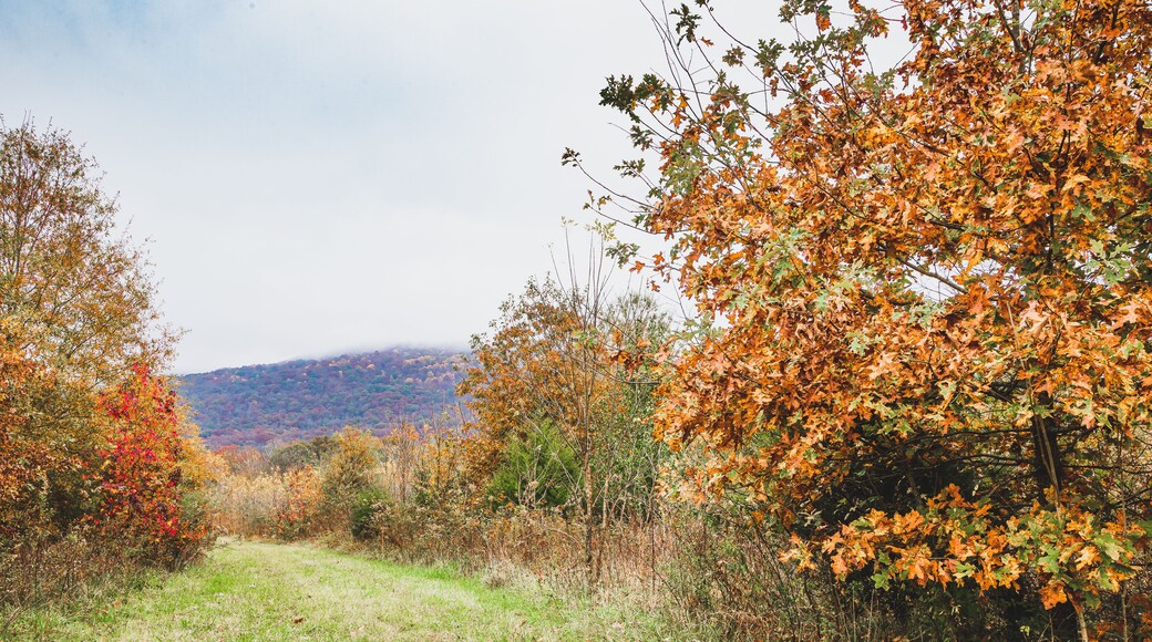 Roy B Whitaker Birding Trail in Paint Rock Alabama