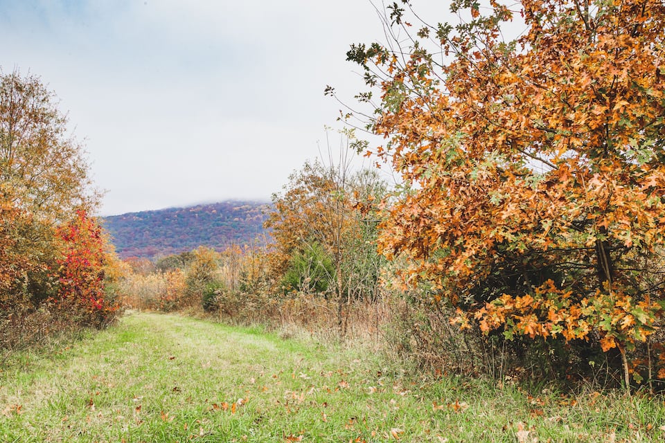 A forest path with autumn foliage, a grassy area, and distant hills.