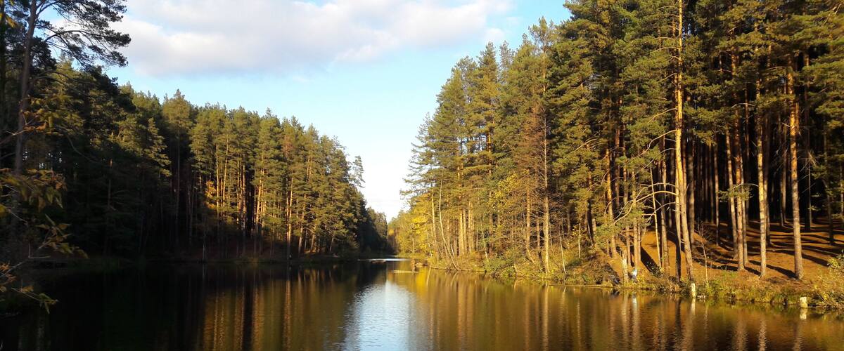 A calm river surrounded by dense forest.