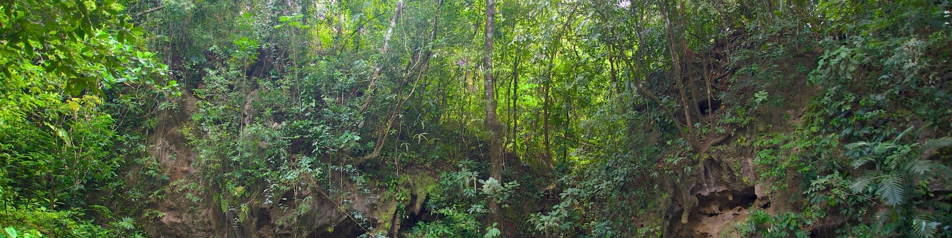 Blue Hole National Park showing rainforest and a lake or waterhole as well as an individual male