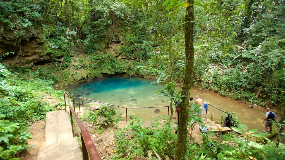 A natural pool surrounded by dense forest, with a wooden walkway leading to it.