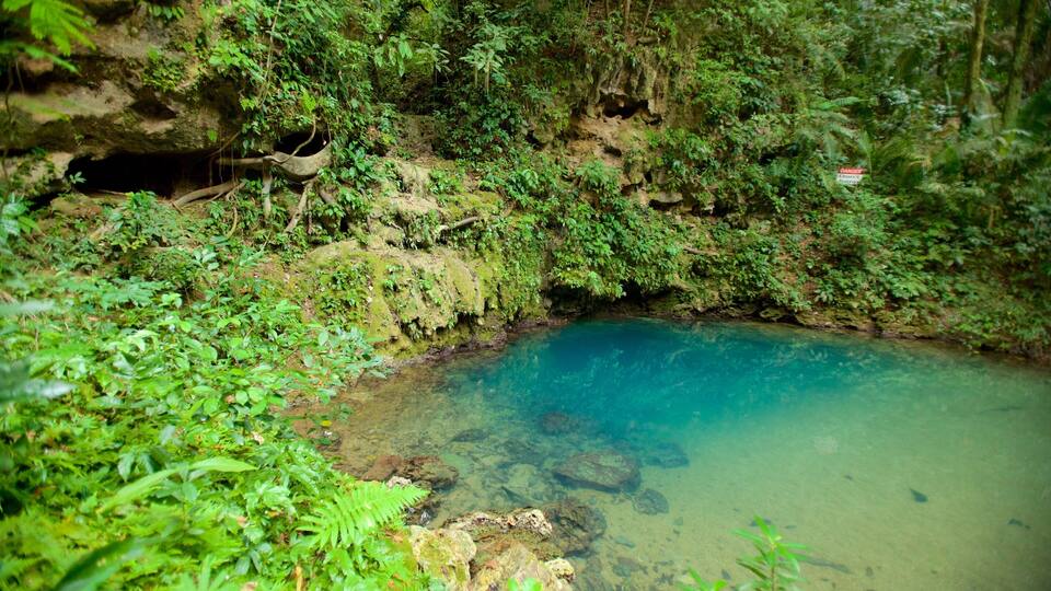 A clear blue pool surrounded by lush greenery and rocky terrain.