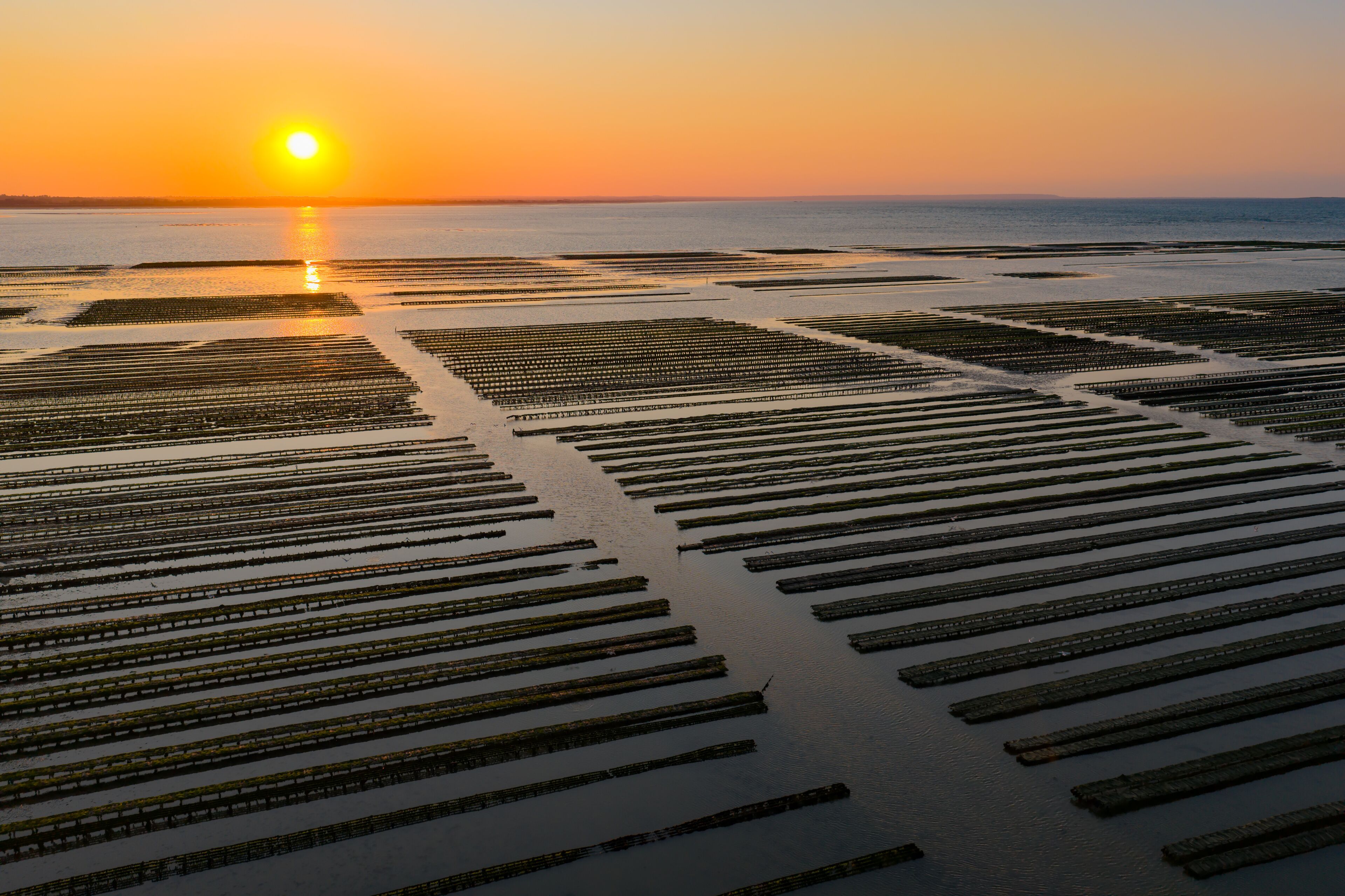 Aerial view of Oyster farm at sunset 