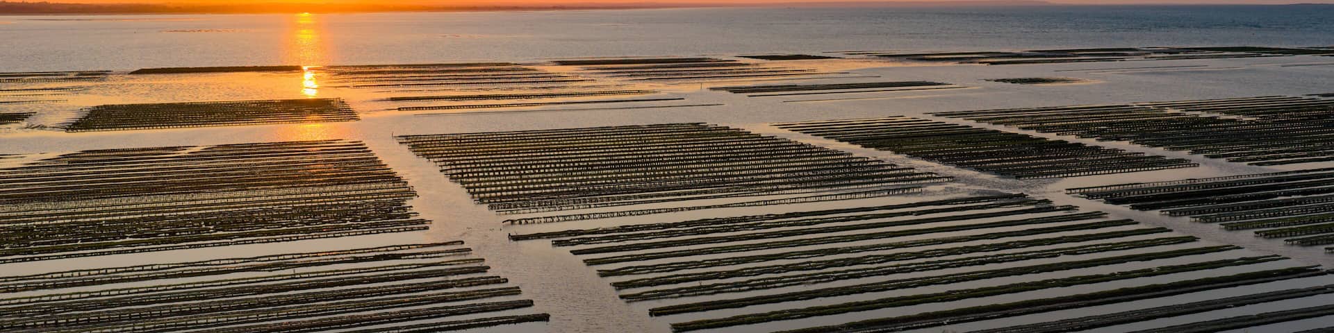 Aerial view of Oyster farm at sunset
