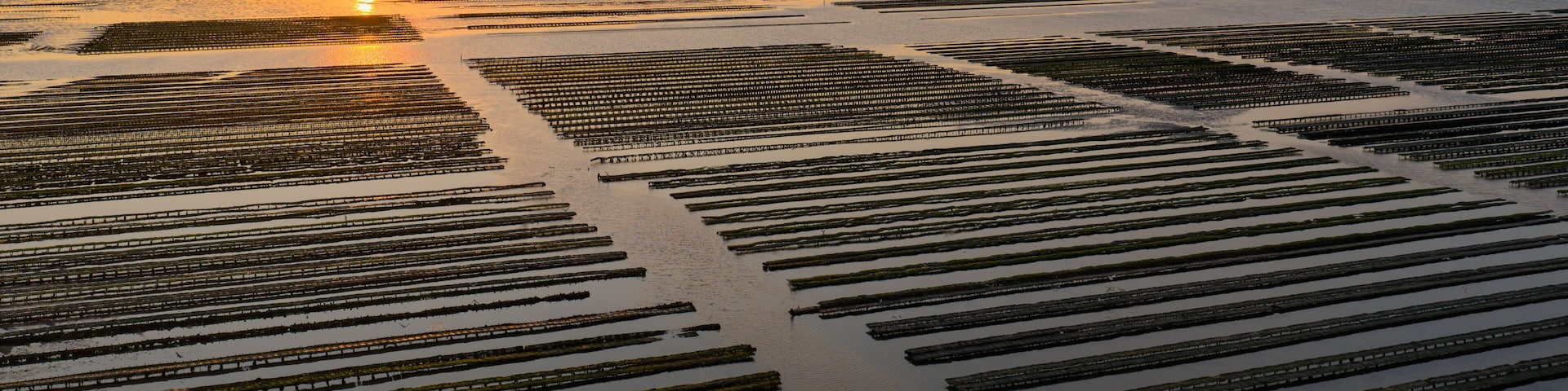 Aerial view of Oyster farm at sunset
