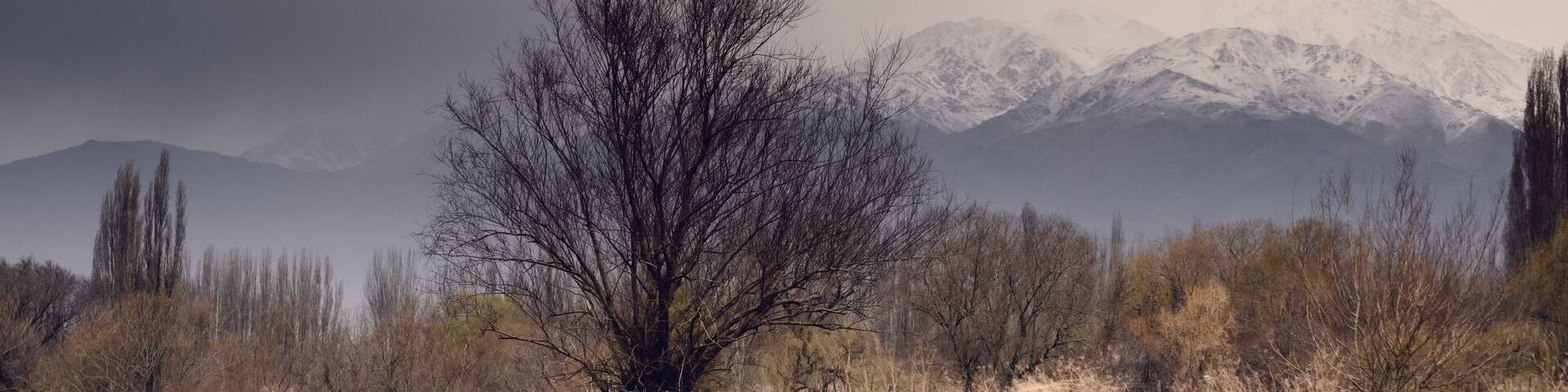 Lone tree against the snowy Andes Mountains in Tupungato, Mendoza, Argentina, in a a cold cloudy day.