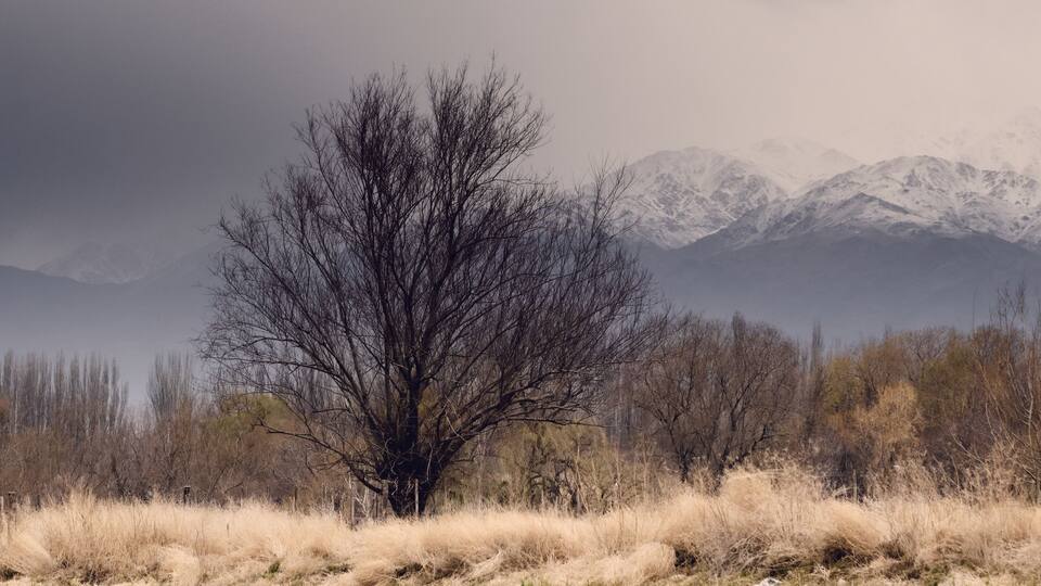 A leafless tree in a field with dry grass and snow-capped mountains in the background.