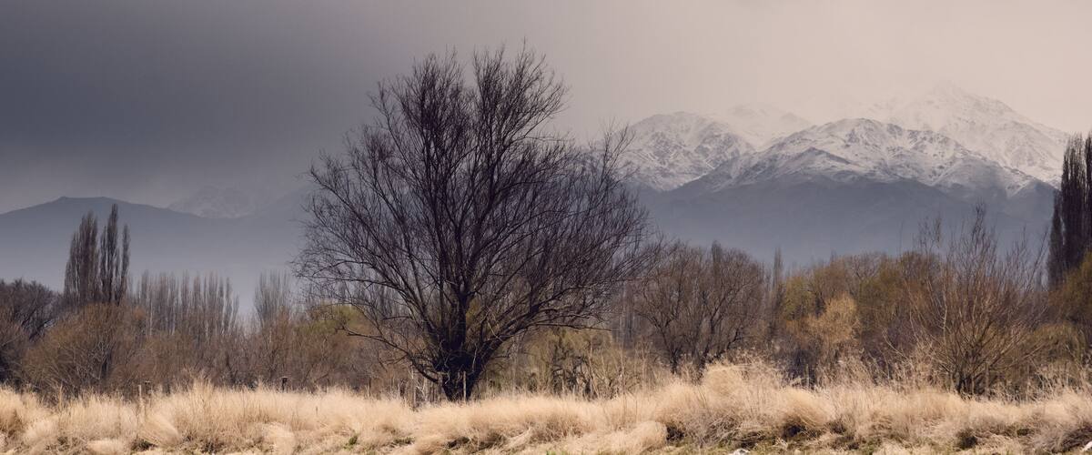A leafless tree in a field with dry grass and snow-capped mountains in the background.