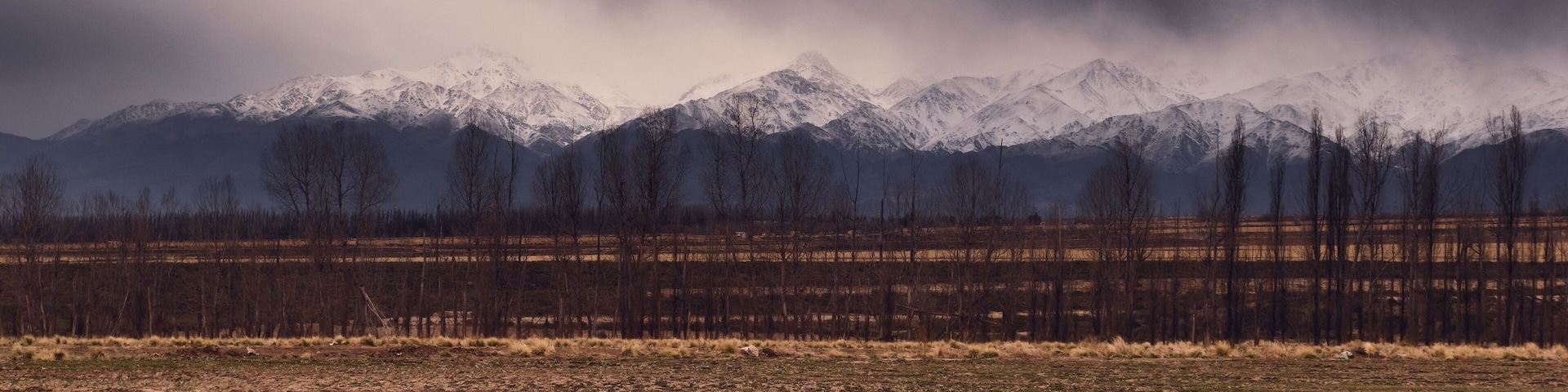 Una cordillera nevada con un bosque en primer plano.
