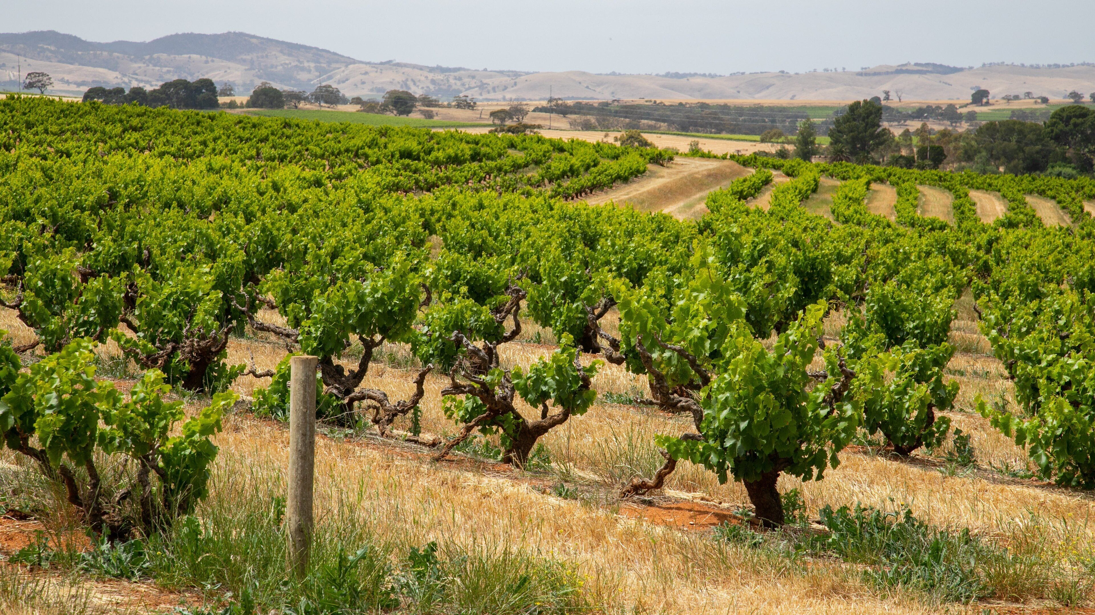 Seppeltsfield which includes farmland and landscape views