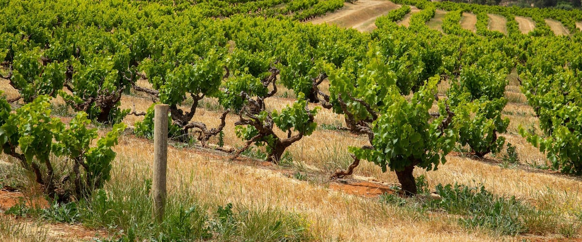 Seppeltsfield which includes farmland and landscape views