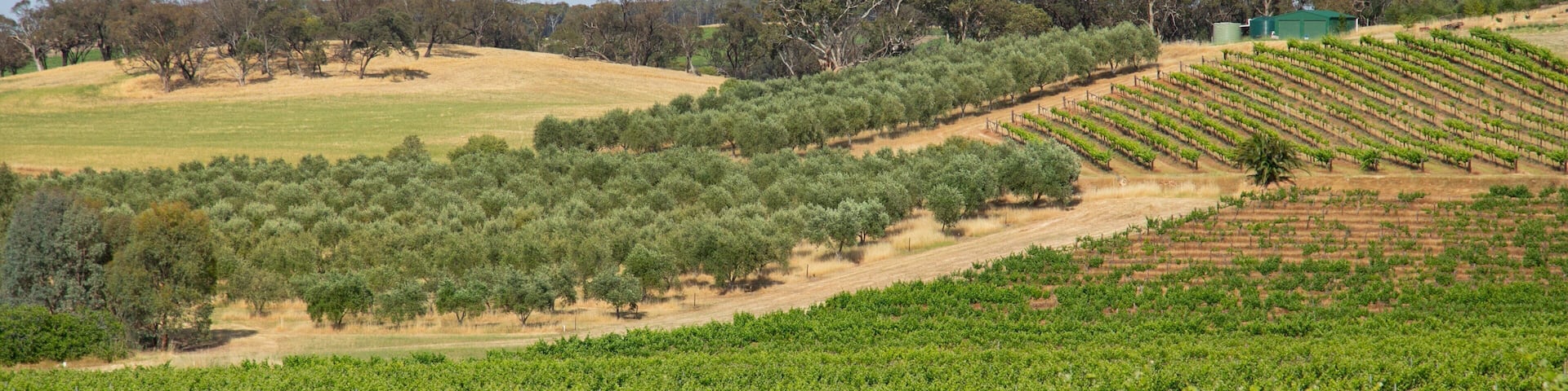 Seppeltsfield featuring landscape views and farmland