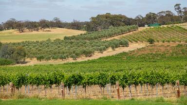 Seppeltsfield featuring landscape views and farmland