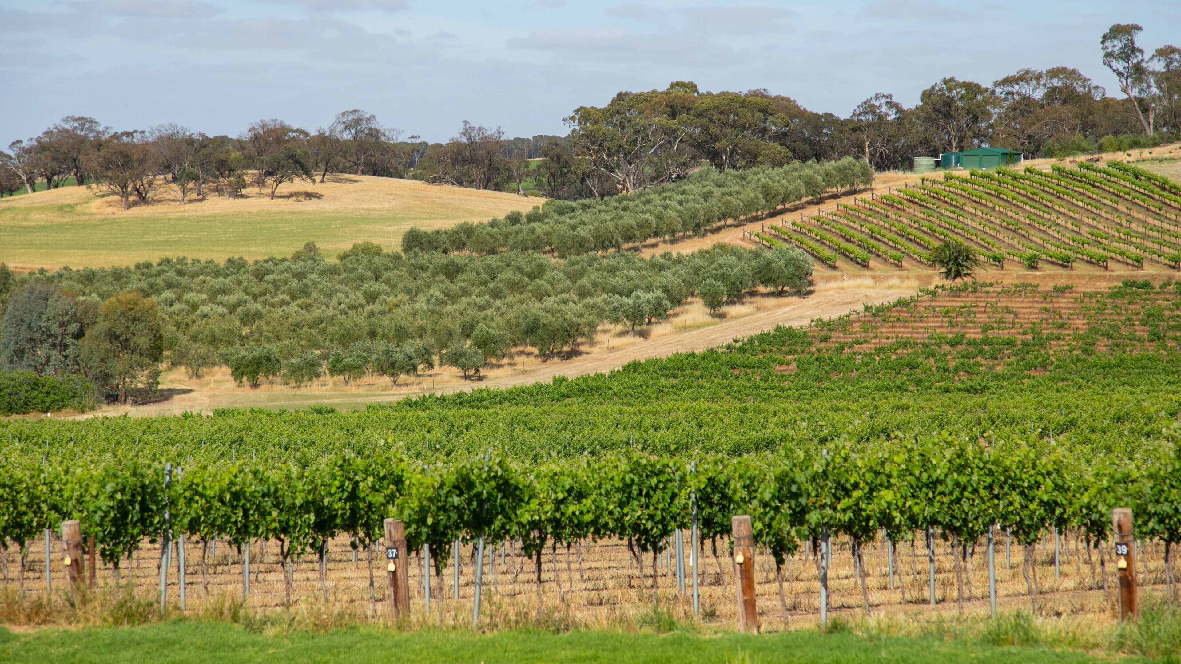 A vineyard with rows of grapevines, a hilly landscape, and scattered trees.