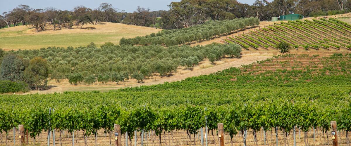 A vineyard with rows of grapevines, a hilly landscape, and scattered trees.