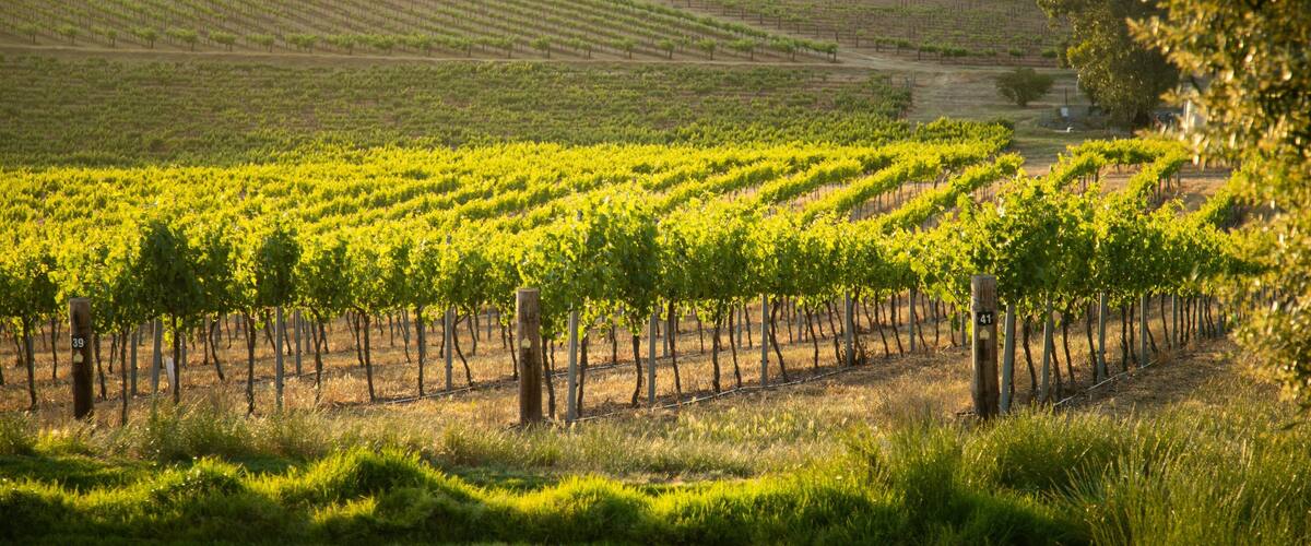 Seppeltsfield which includes farmland, landscape views and a sunset