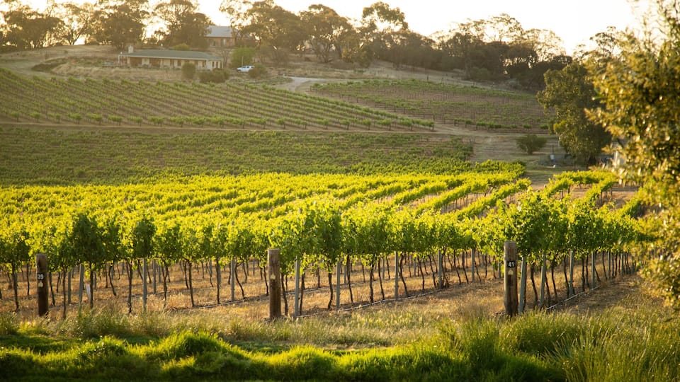 A vineyard with rows of grapevines.
