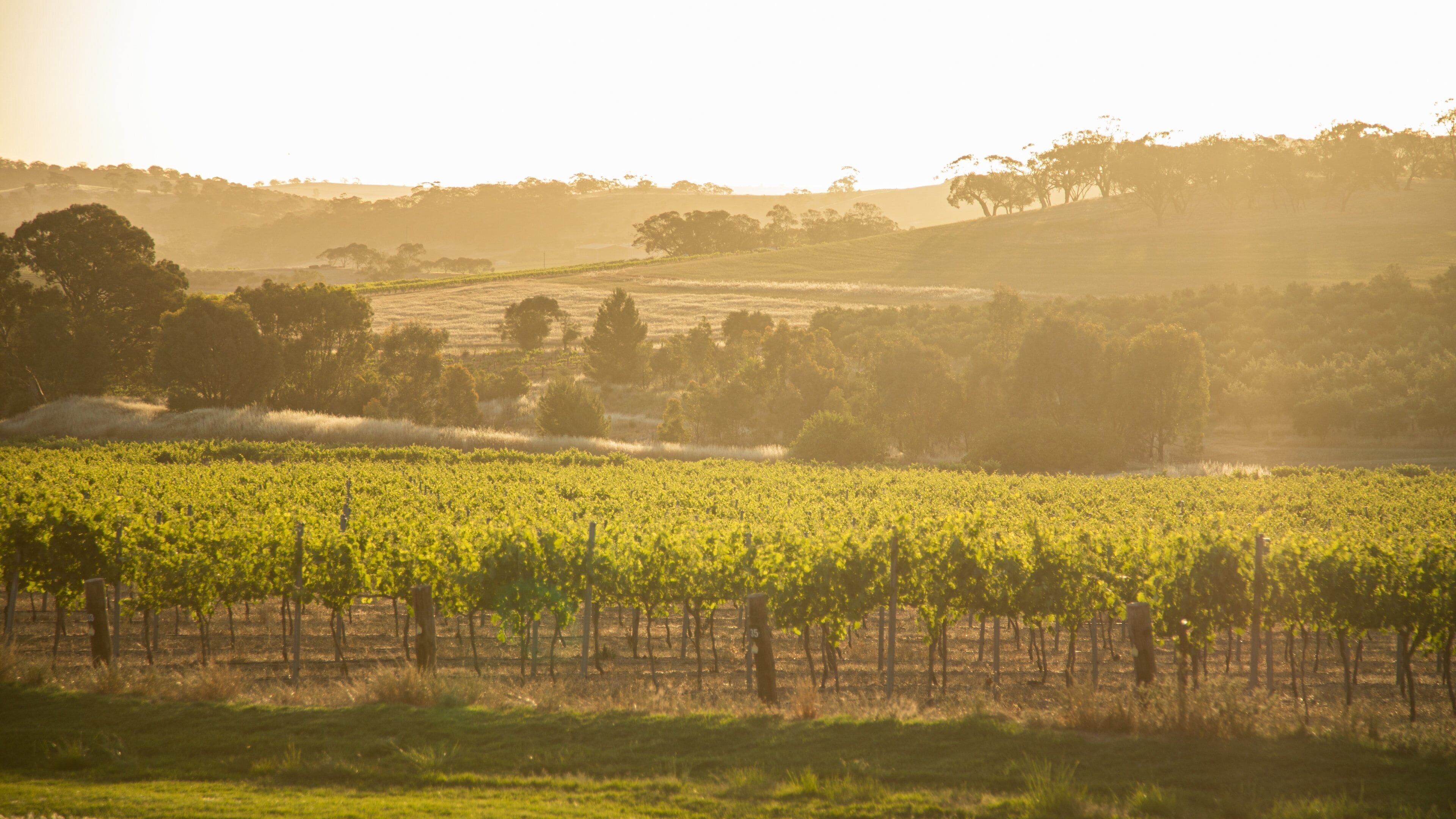 Seppeltsfield showing farmland, landscape views and a sunset