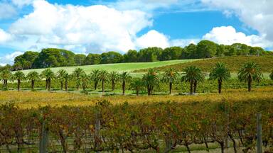 Seppeltsfield showing landscape views and farmland