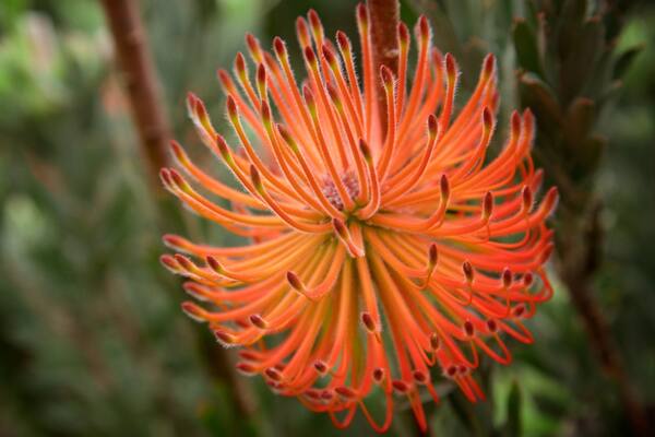 Parque de aventuras Amaze\'n Margaret River que incluye flores silvestres