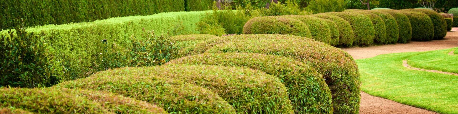 A well-manicured garden with neatly trimmed hedges and a variety of trees.
