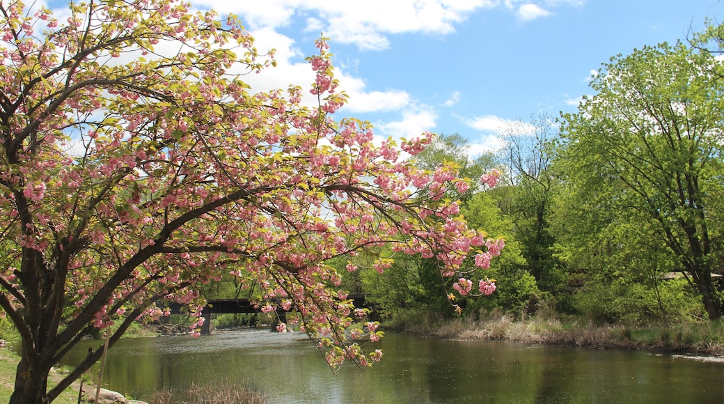 Cherry blossoms in the Rockaway River, NJ