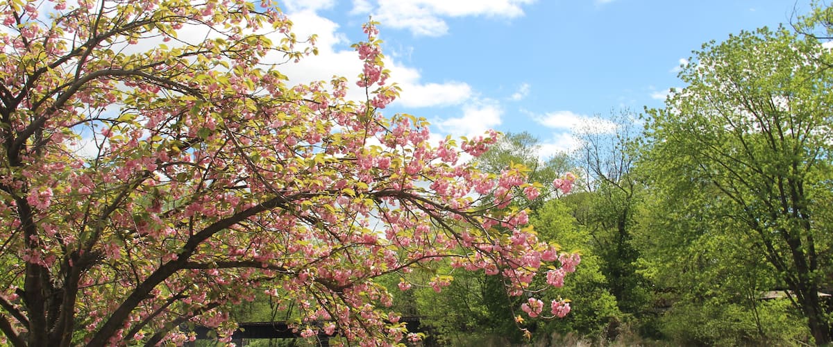 Cherry blossoms in the Rockaway River, NJ