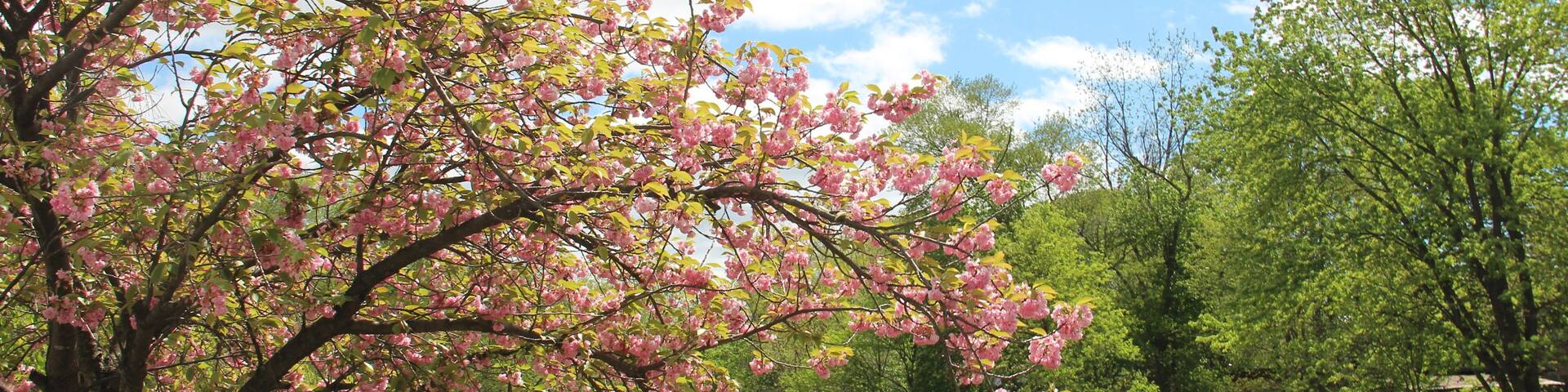 Cherry blossoms in the Rockaway River, NJ