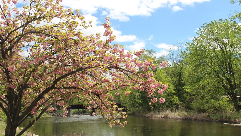 Cherry blossoms in the Rockaway River, NJ
