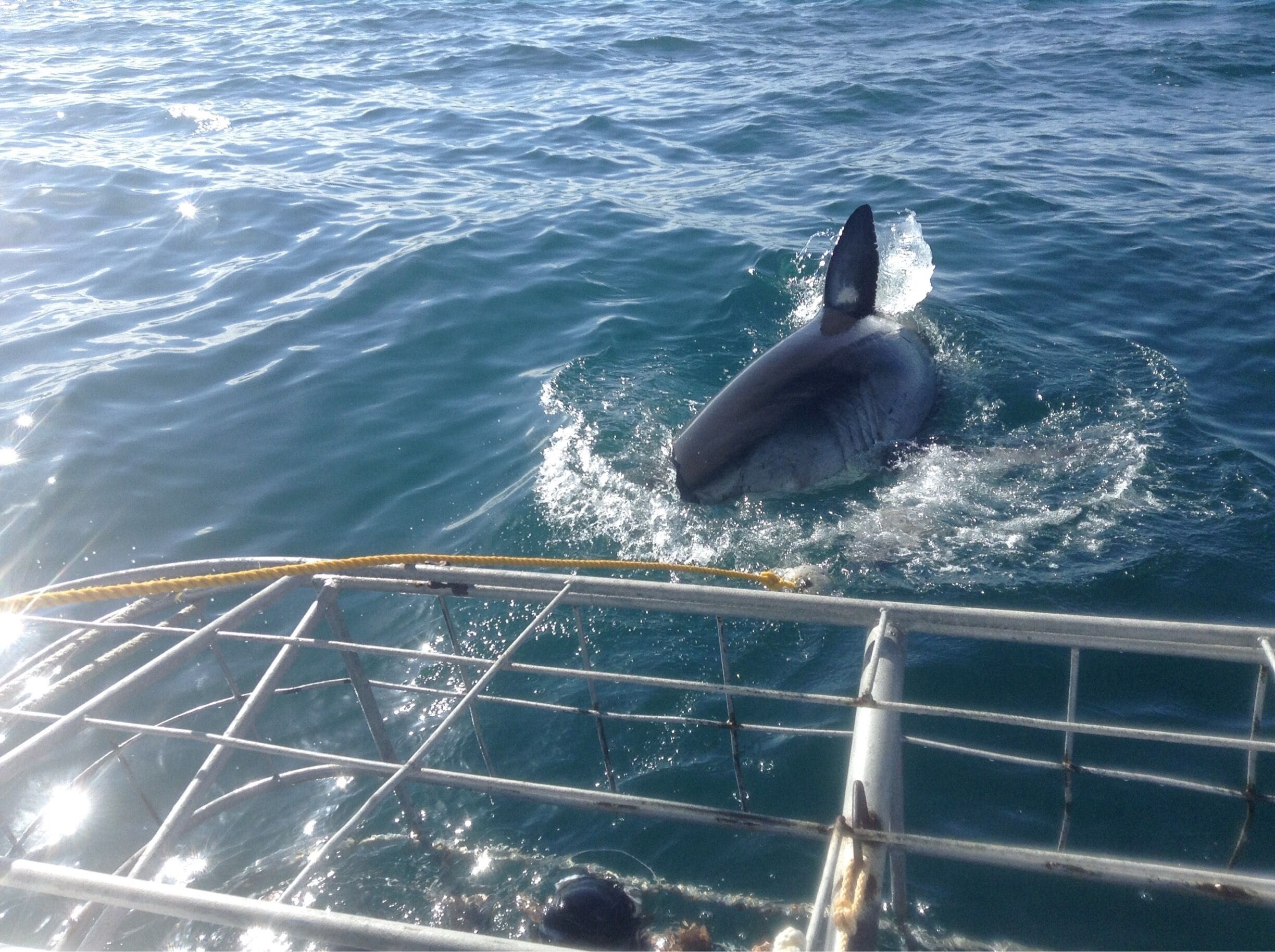 #AquaTrove

Cage Diving South Africa. 