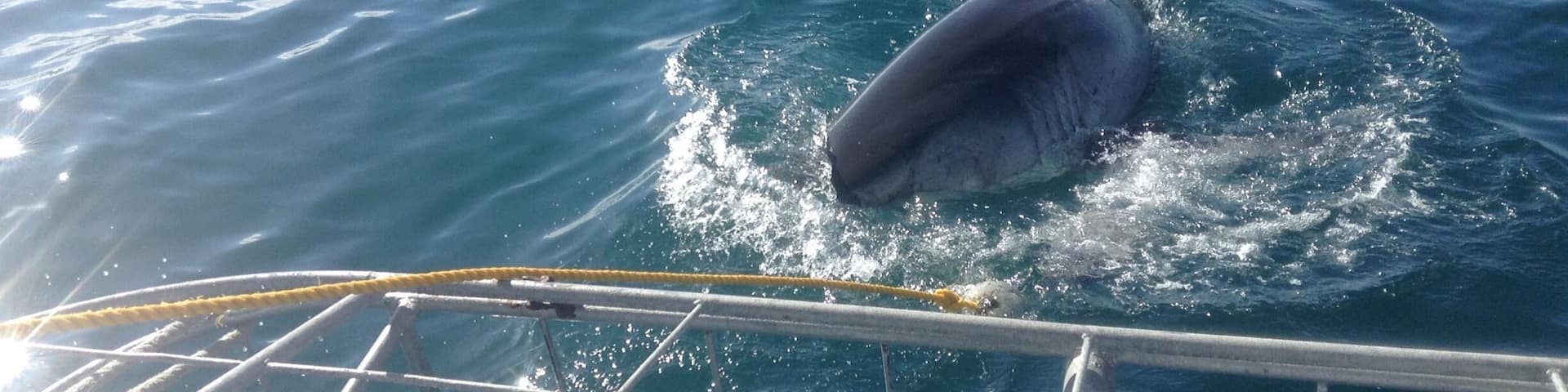 #AquaTrove
Cage Diving South Africa.