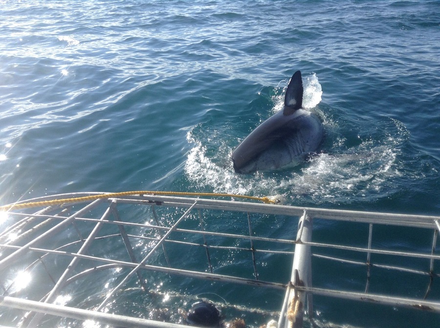 #AquaTrove
Cage Diving South Africa.