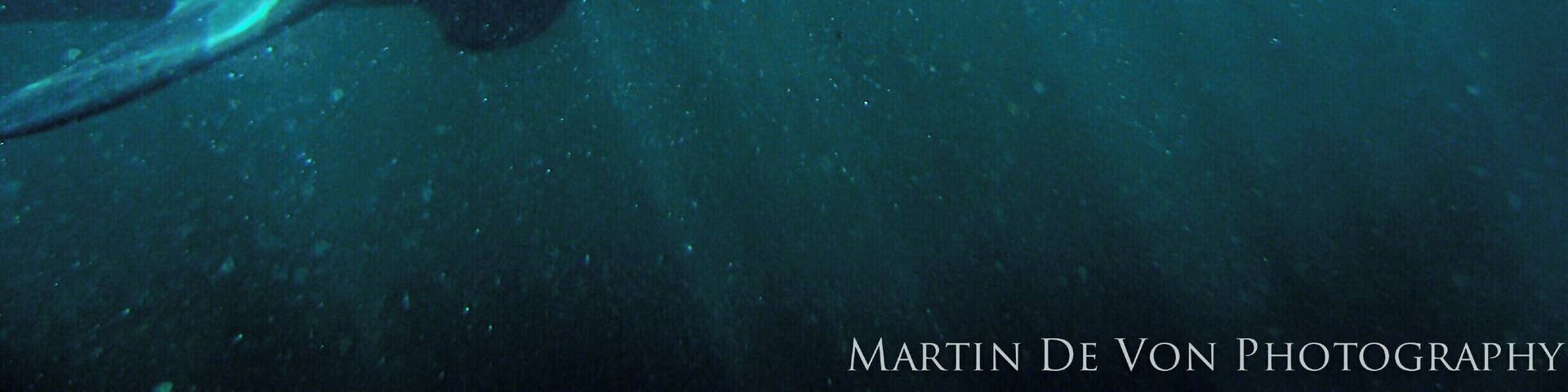 A truly awesome adventure. As terrified as I once was with these creatures, I truly have great respect for such powerful creatures. I now have dove with over 12 different shark species around the world.